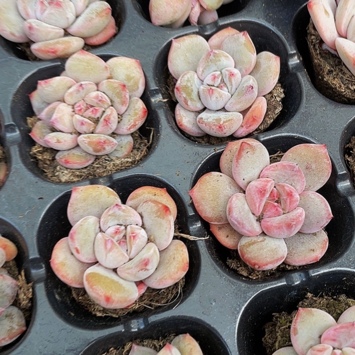 【闪购商品】红石榴