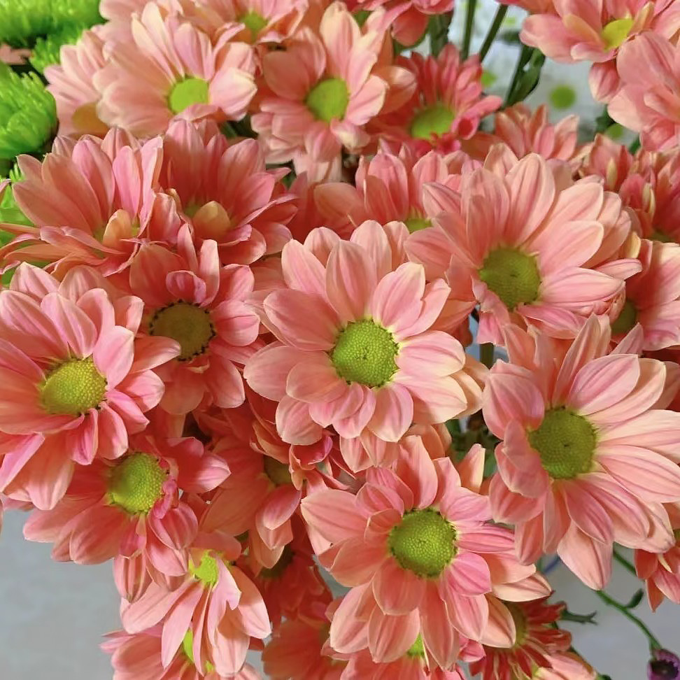 三文鱼小雏菊鲜花鲜切花10枝送保鲜剂花期超长包邮云南鲜花批发