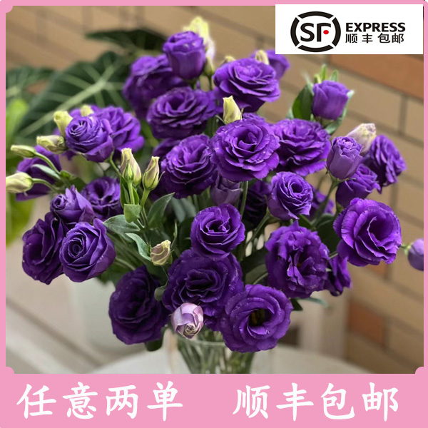 紫色洋桔梗选择高端稀有品质清新紫家居云南直发选择桔梗选择顺丰