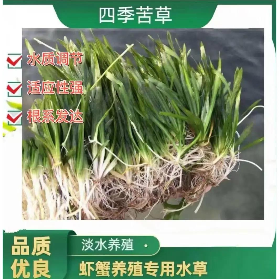 水生植物苦草四季常青短叶鱼缸矮生耐寒耐高温养殖鱼虾蟹净化真草