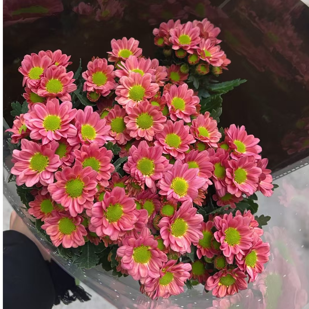 茉莉（西瓜） 小雏菊全店任意N单一个运费