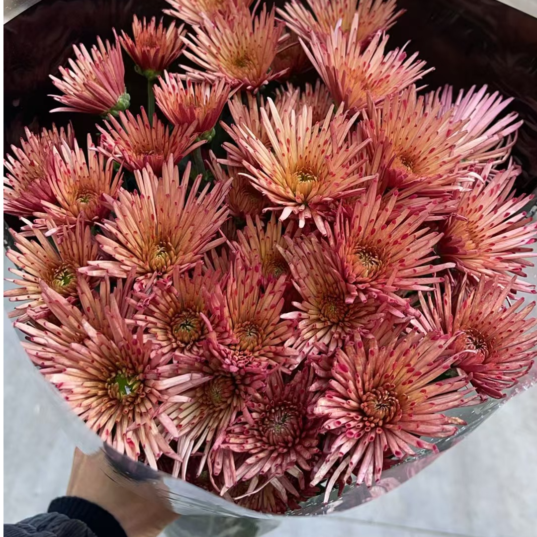 草莓糖 新鲜小雏菊全店任意N单一个运费