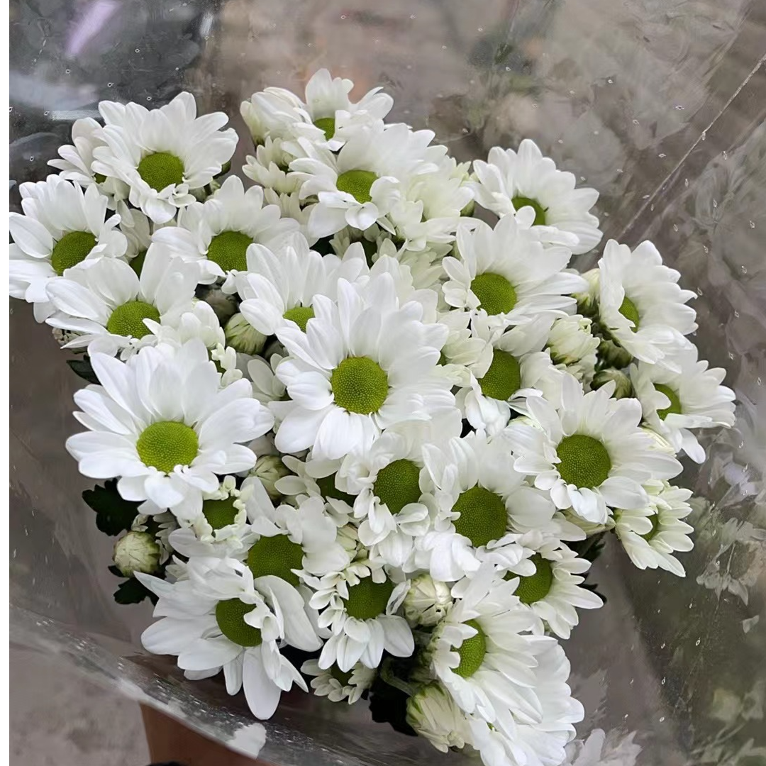 精羽慧白 小雏菊全店任意N单一个运费