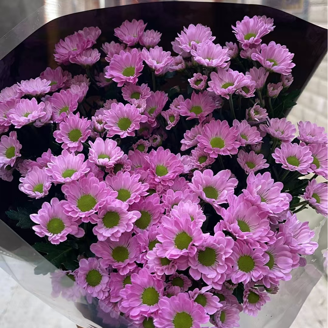 罗西粉 小雏菊全店任意N单一个运费