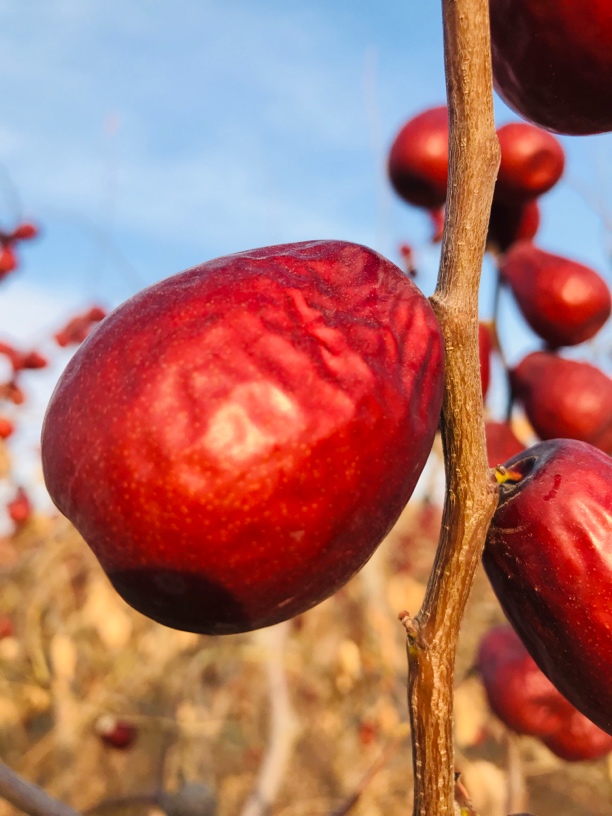 精选原生态新疆和田大枣特等大果 5斤原生态带沙土