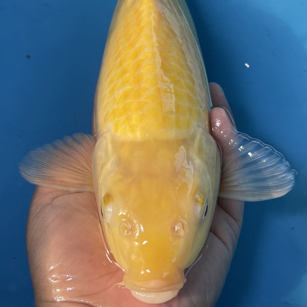 锦鲤观赏鱼赤目介子观赏鱼淡水鱼大型锦鲤