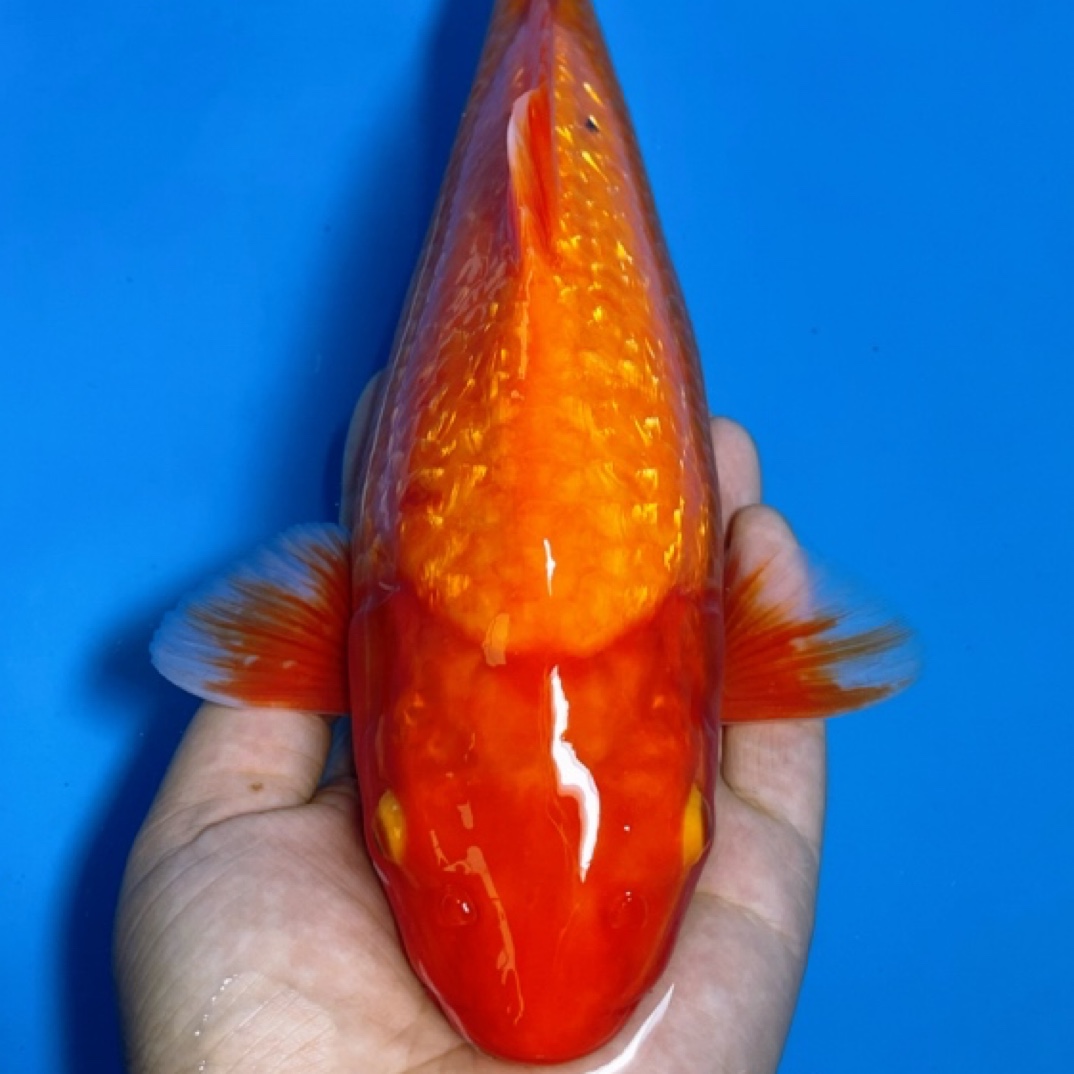 锦鲤观赏鱼闪鳞火鲤锦鲤