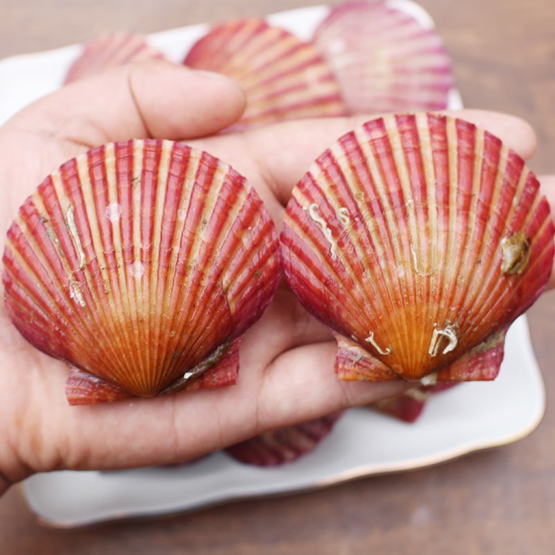优选鲜活特大红扇贝 鲜活发货 顺丰发货