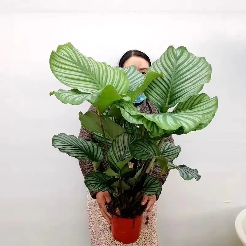 青苹果竹芋盆栽室内吸甲醛净化空气办公桌面观叶植物四季常青好养