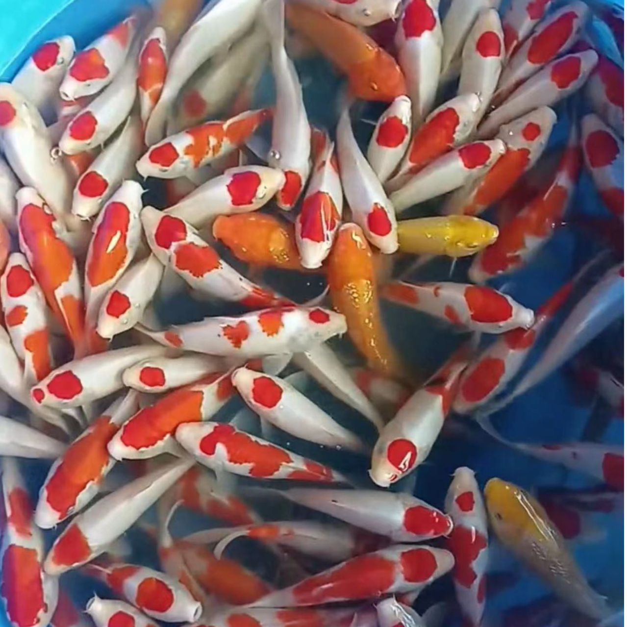 锦源活体锦鲤观赏鱼冷水淡水鱼好养耐活