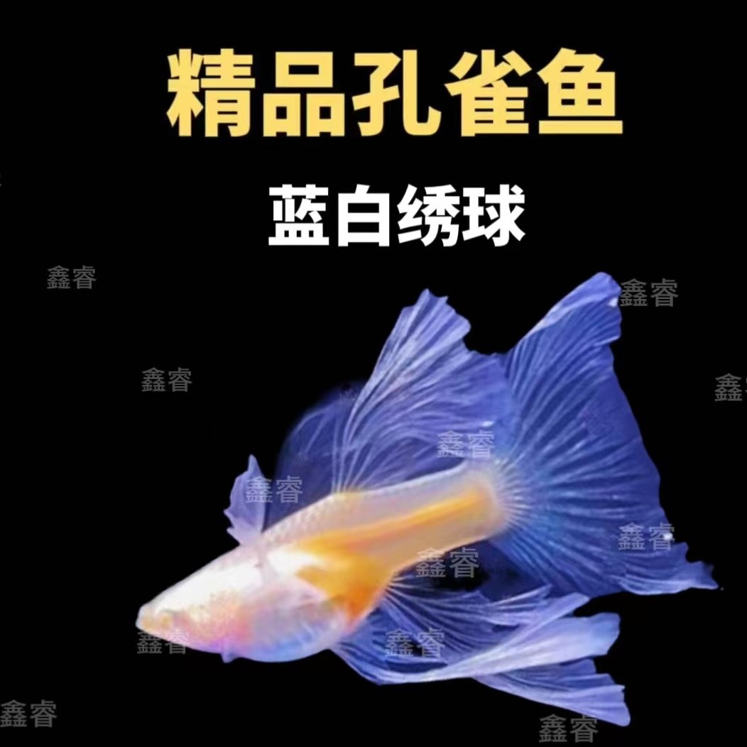 蓝白蝶翼大c绣球活体孔雀鱼小型热带饲养套餐（入缸以后不包损）