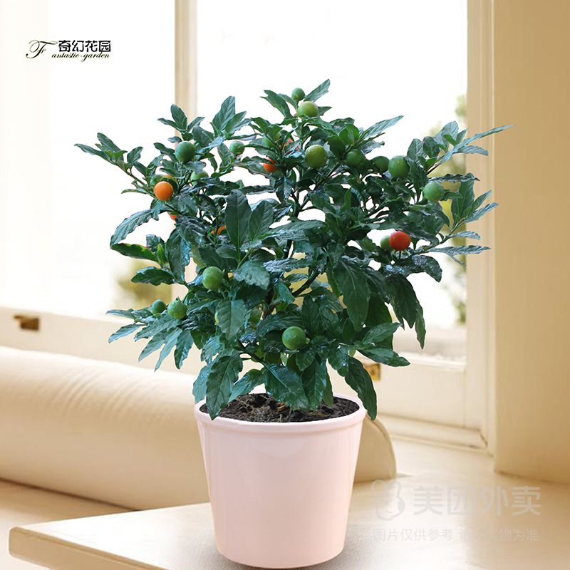 珊瑚豆盆栽1盆 带红果小绿植 净化空气桌面趣味植物