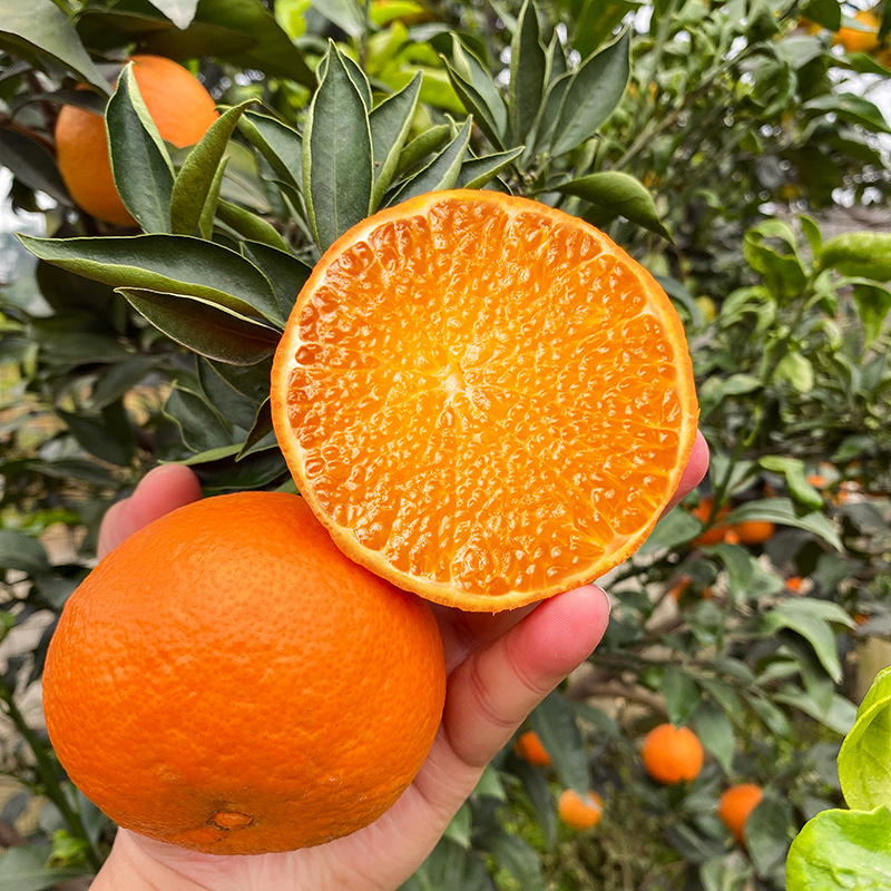 湖北荆州爱媛果冻橙当季新鲜水果整箱包邮黄橙子精选大果孕妇