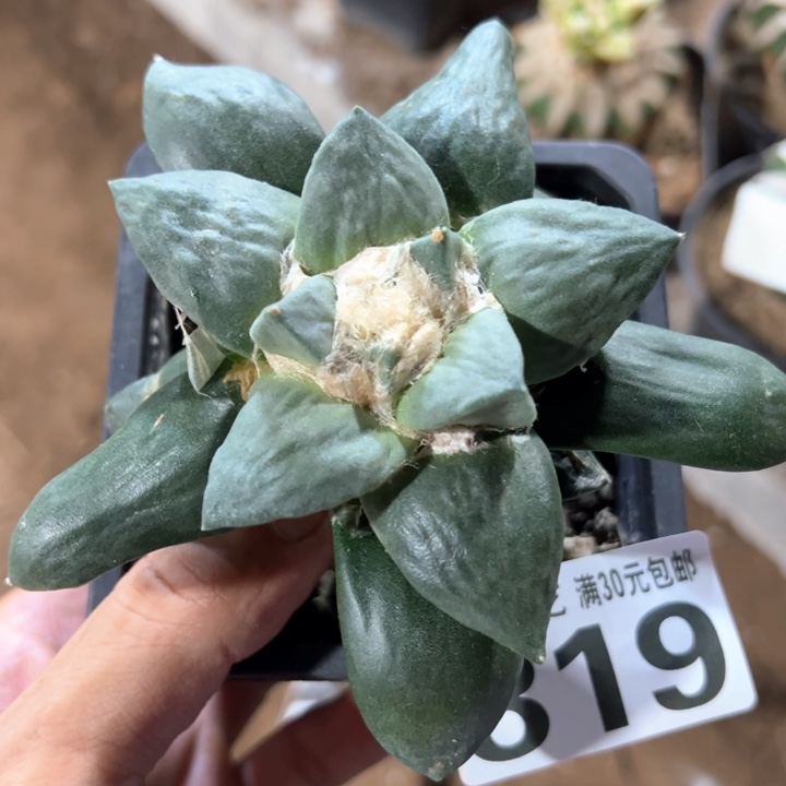 福利苗接怒杂819