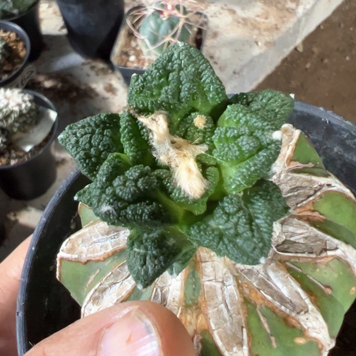 福利苗接辛顿450