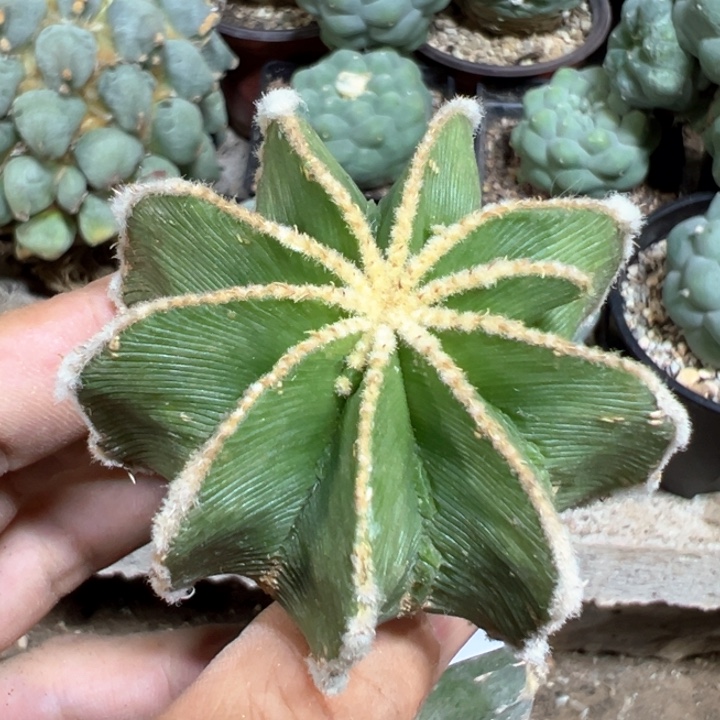 福利辛顿花龙母本179