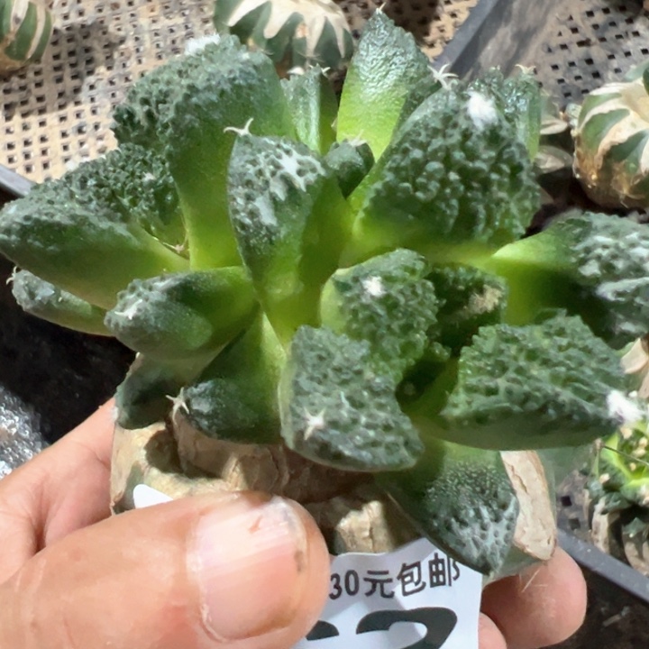 福利苗接哥斯拉462