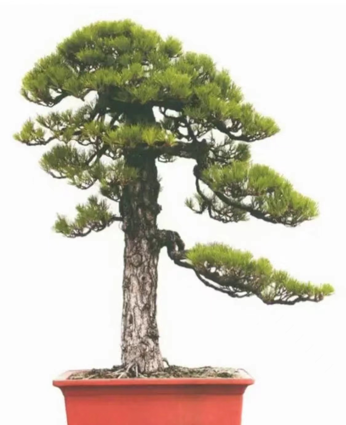 黑松造型盆景素材