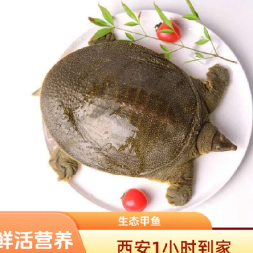 【鲜活甲鱼★西安1小时到家】鲜活营养甲鱼1.5左右  方欣二丫水产