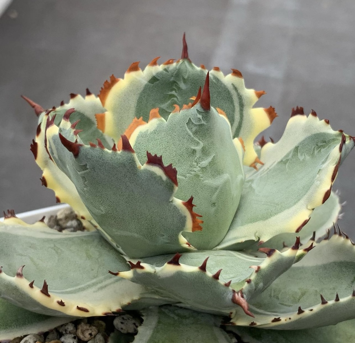 专用链接龙舌兰植物