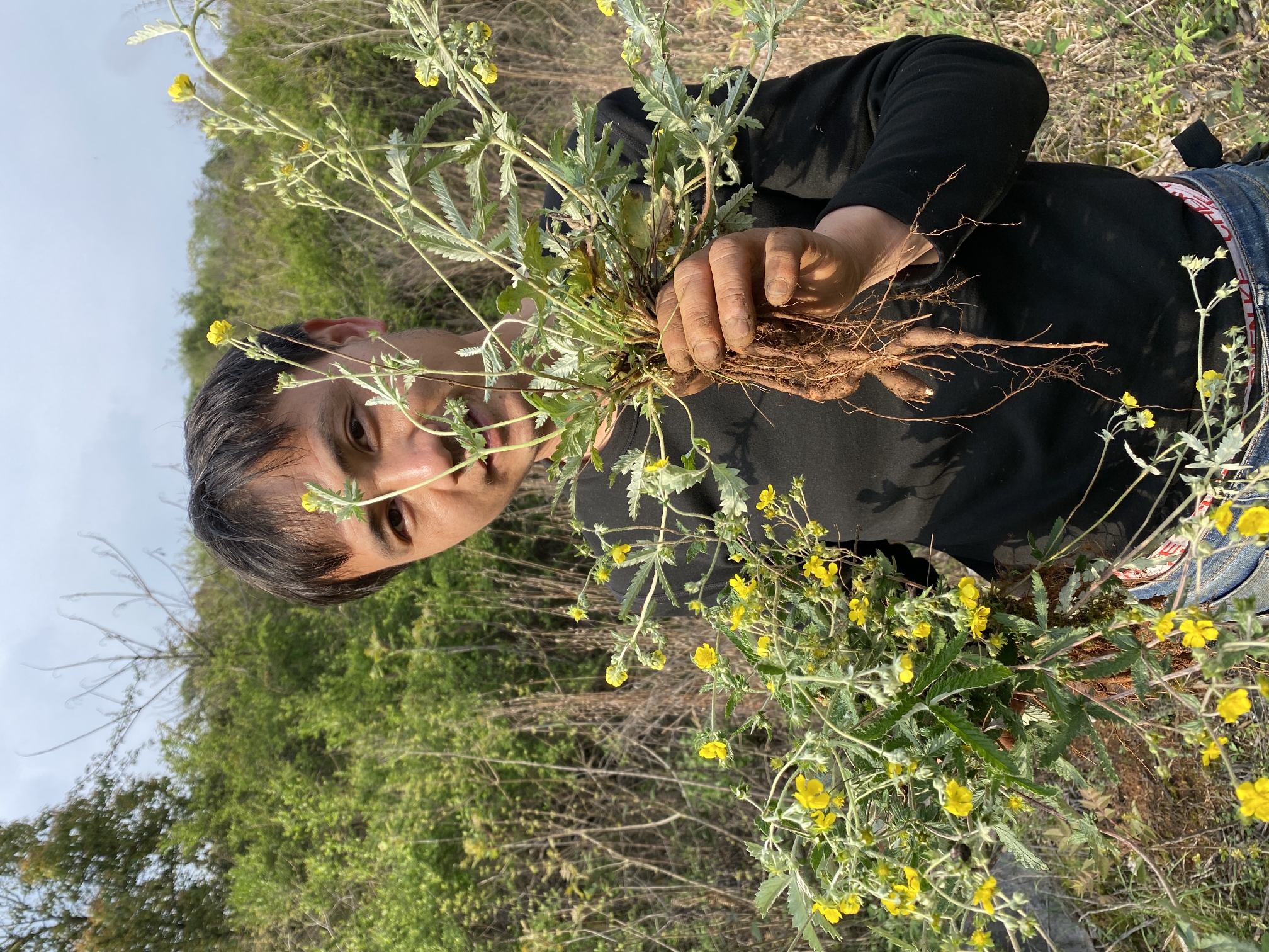 白草萝卜三叶白草根茎新鲜500克