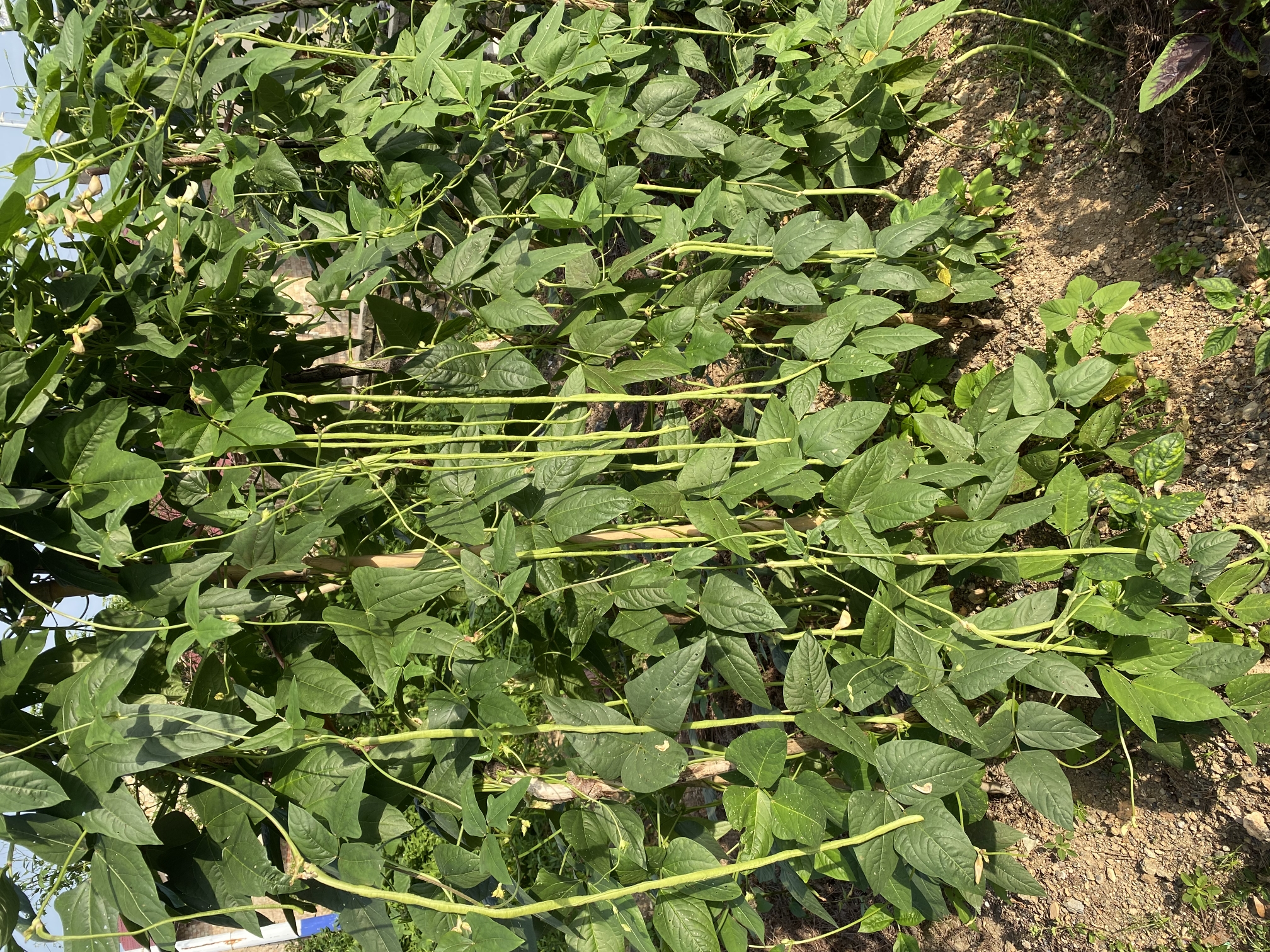 老李山货江西特产长豆角1000克