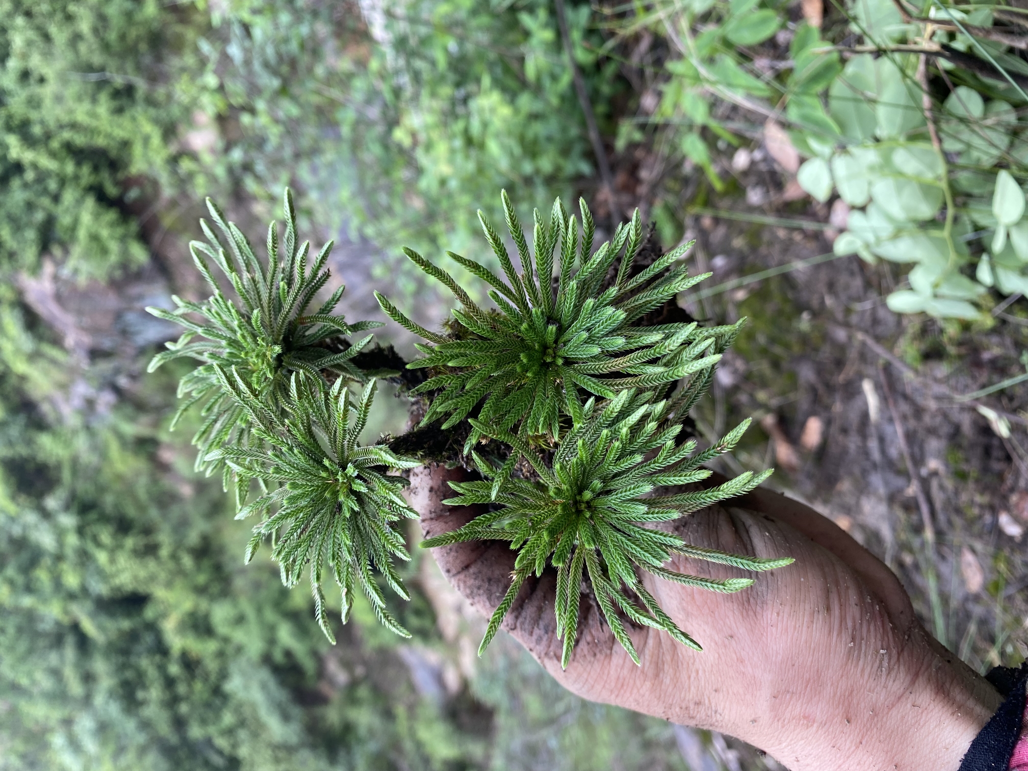 江西特产卷柏5颗小盆景250克