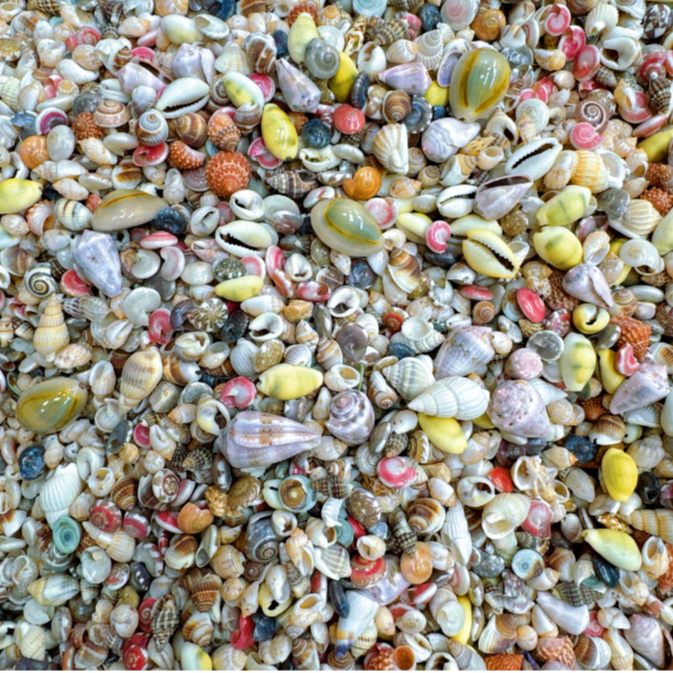 【缤纷迷你七彩螺】天然海螺混装DIY手工送礼鱼孩子科普造景收藏