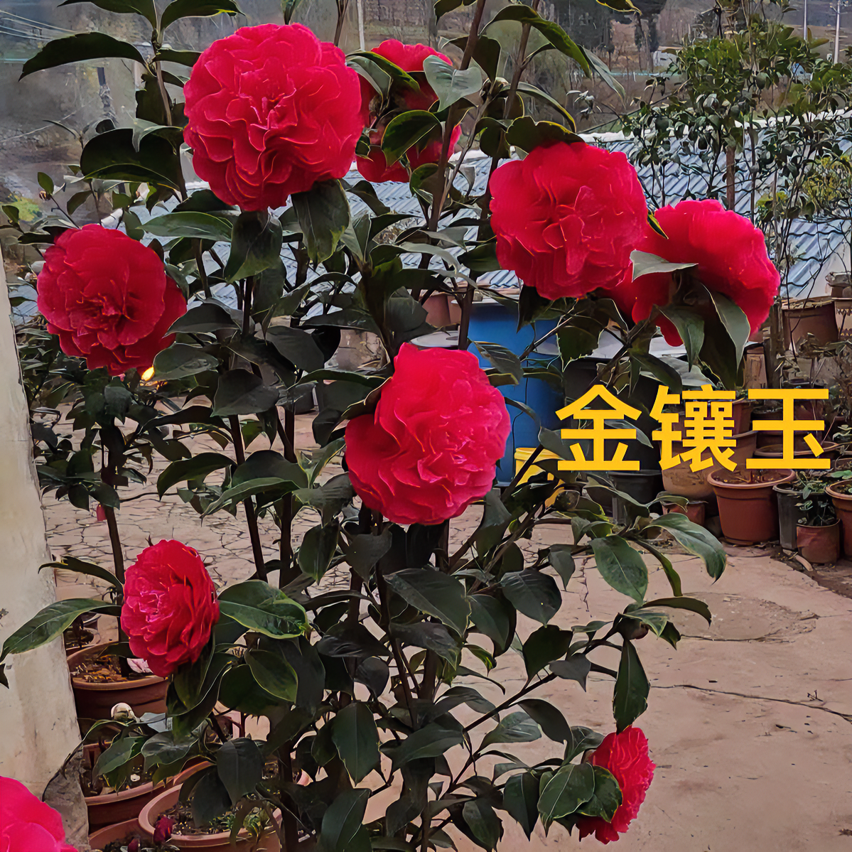 浪漫七夕礼云南茶花  金镶玉 嫁接三年特壮精品花园栽培农场专卖