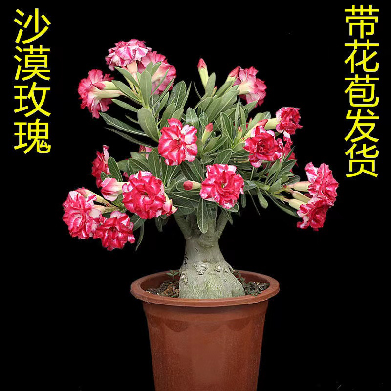 乐芙沙漠玫瑰嫁接重瓣单色六年盆养海岛老桩阳台喜阳易养懒人花植
