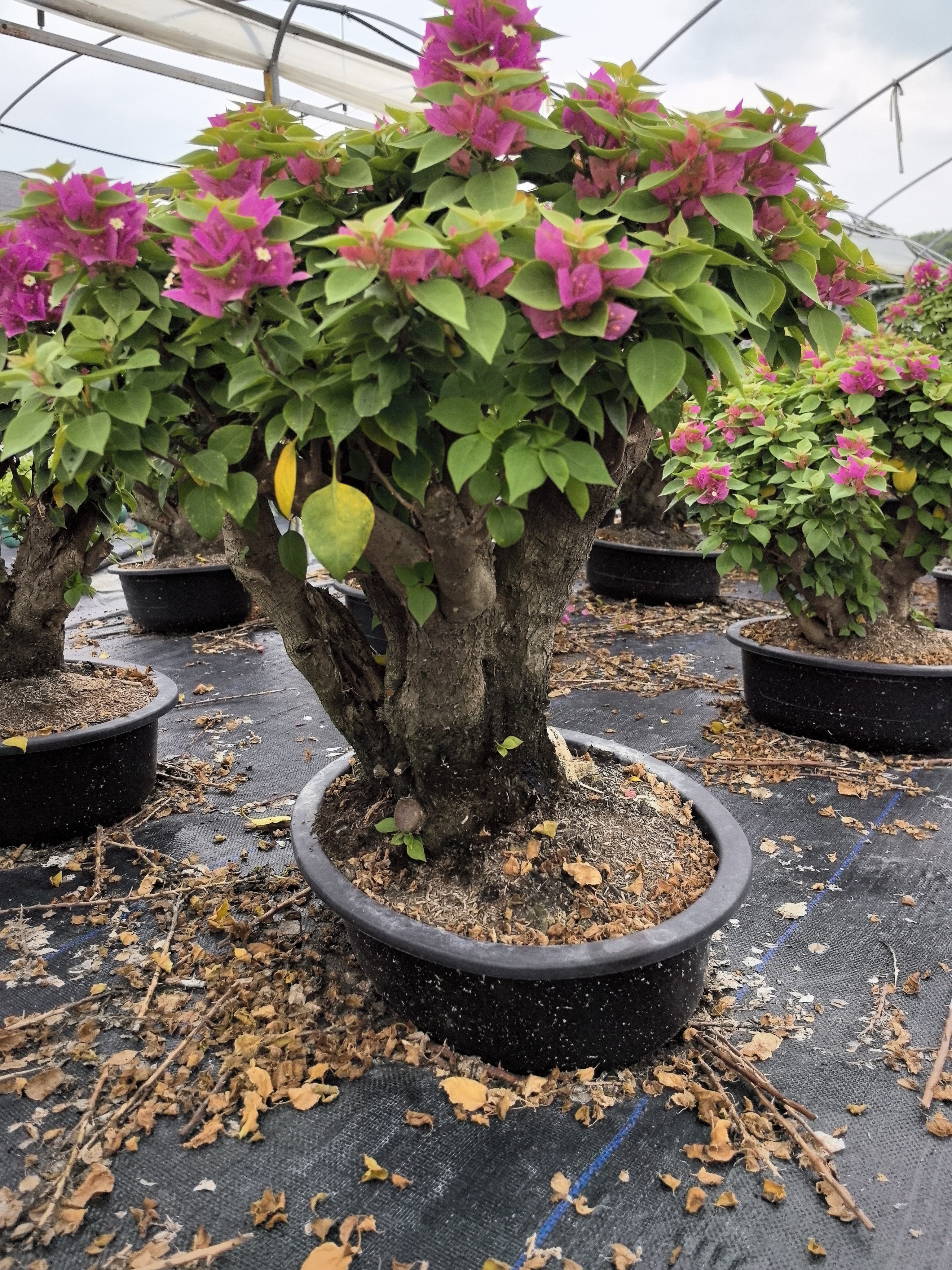 小桃红三角梅盆景老桩直播植物沙漠玫瑰