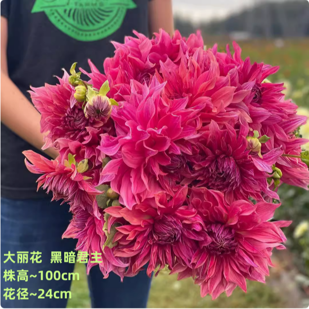 分株小坨   买5送1 进口大丽花种球  新疆西藏发顺丰到付