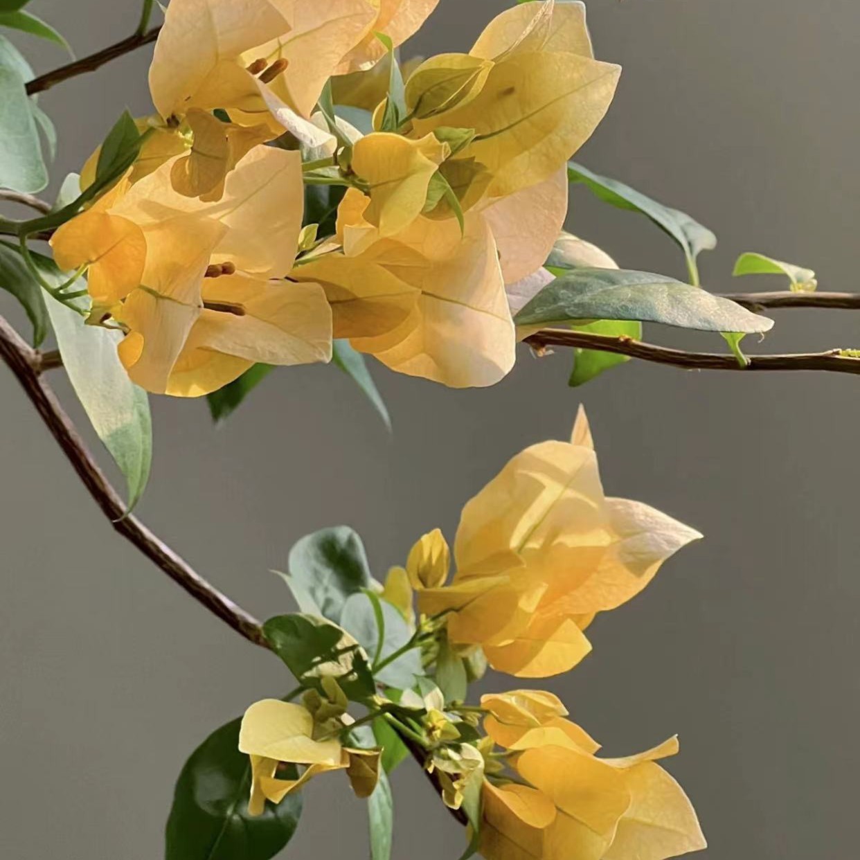 【一物一拍3号】三角梅品种苗四季勤花盆栽植物