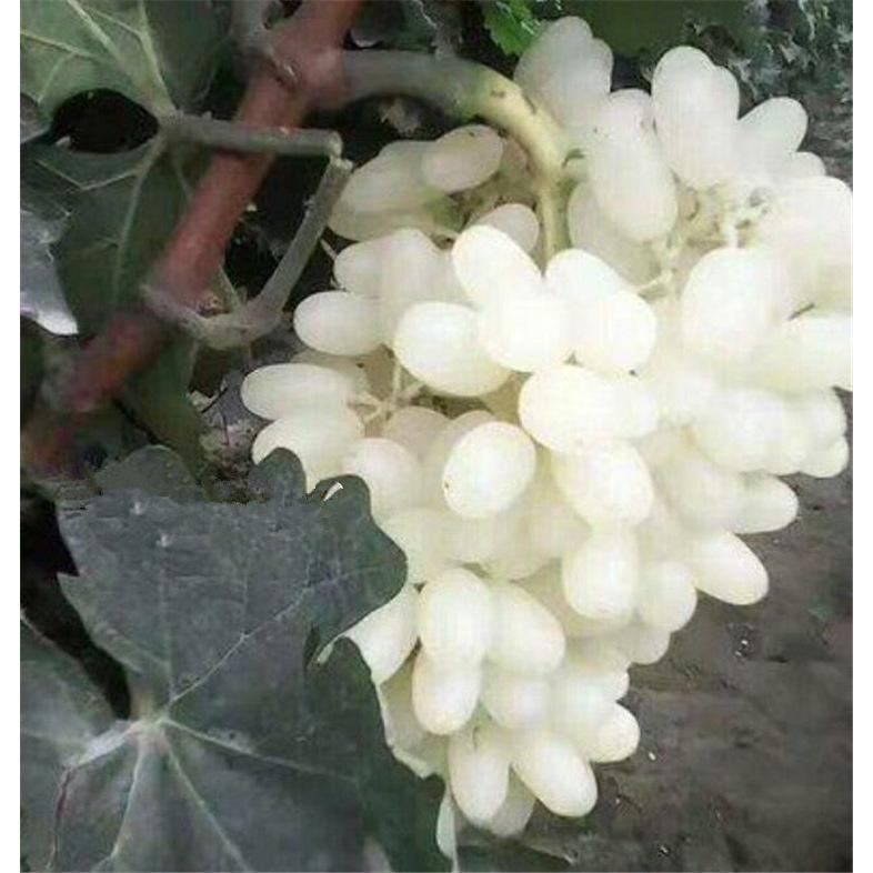 新品种 马奶提子无核奶油葡萄 白牛奶葡萄苗南方北方种植当年结果