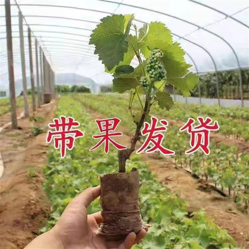 带果寒香蜜阳光玫瑰巨峰玫瑰香葡萄树苗盆栽矮化葡萄当年结果树苗