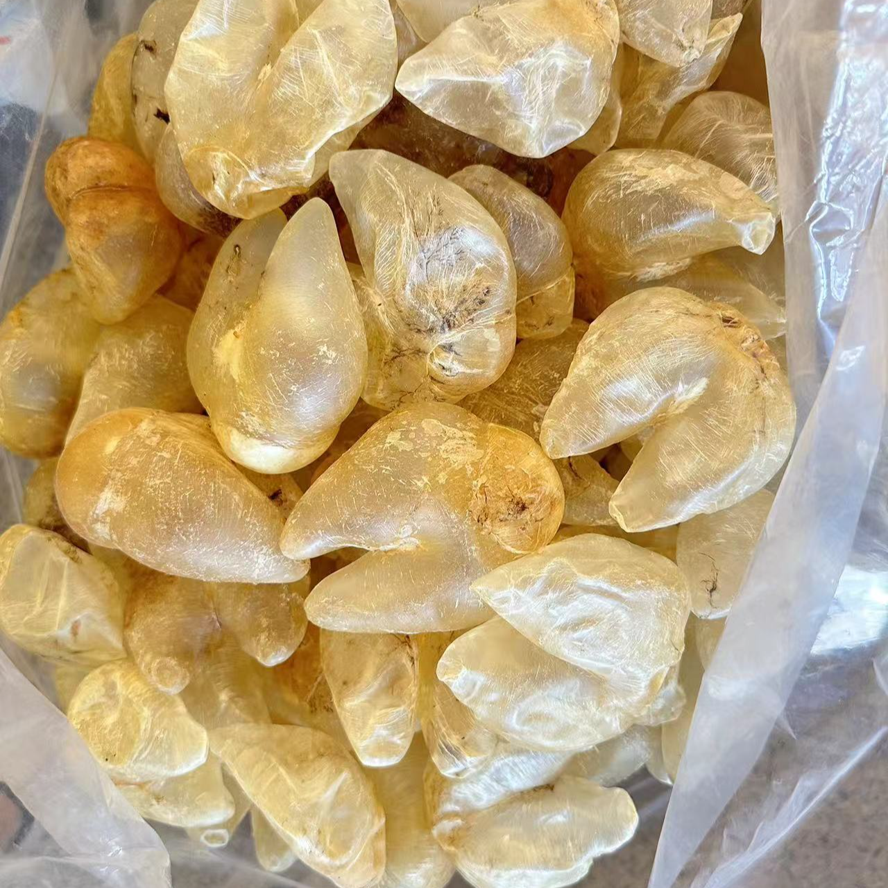 41头 鸡泡胶 鱼胶 缅甸