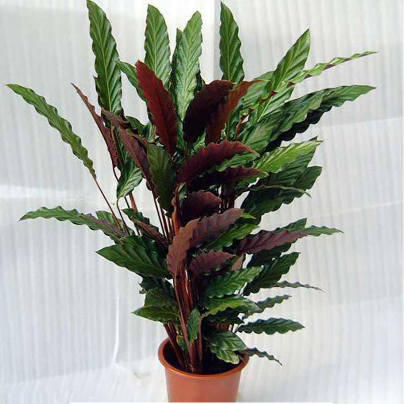 紫背大波浪竹芋喜阴盆栽绿植花卉净化空气办公室客厅  不含盆