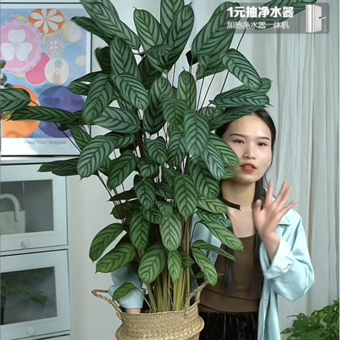 新飞羽竹芋室内植物盆栽竹芋吸甲醛室内四季常青绿植  不含盆