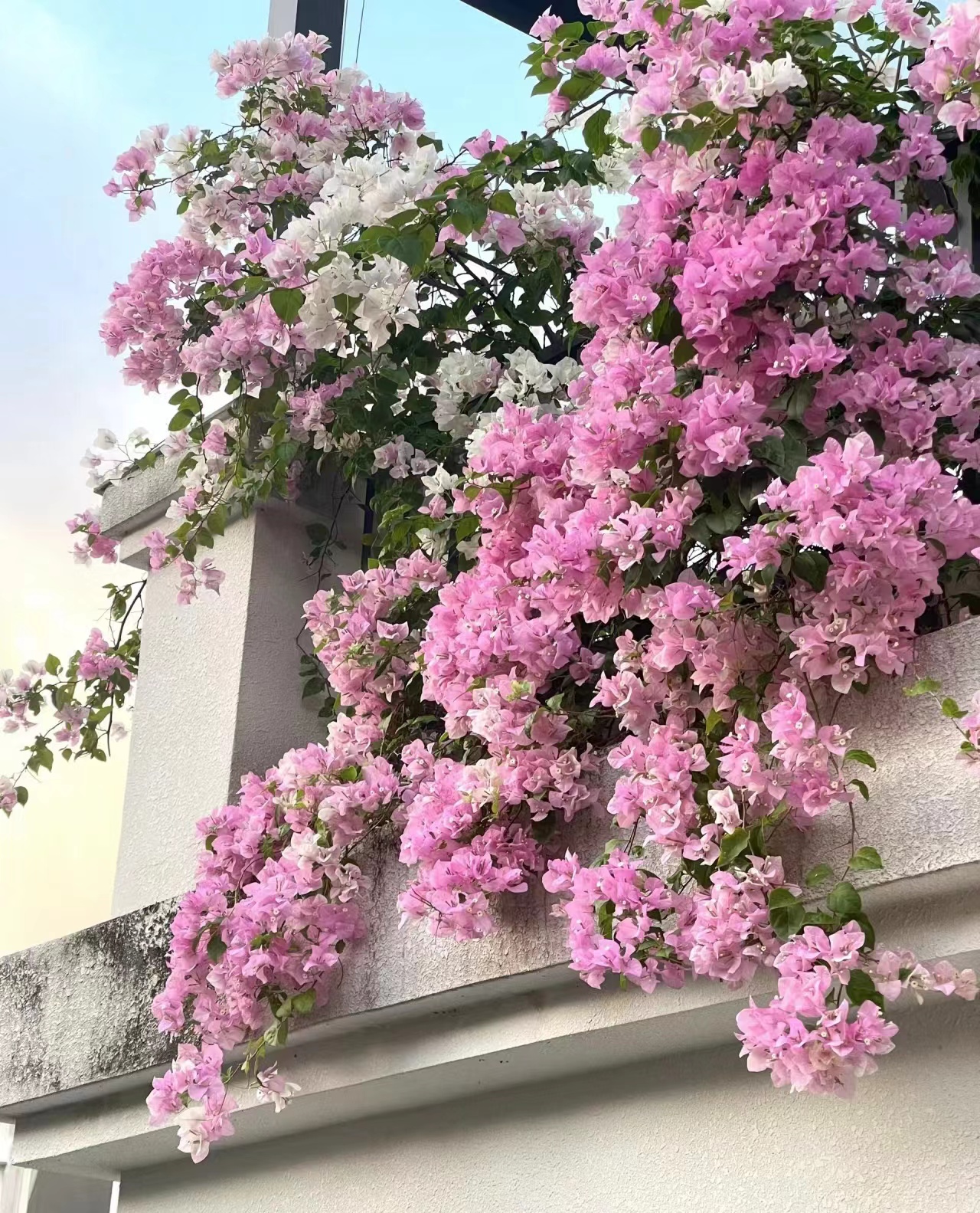 才【14清地福利】室内室外种植好养易活爬藤盆栽花卉单盆