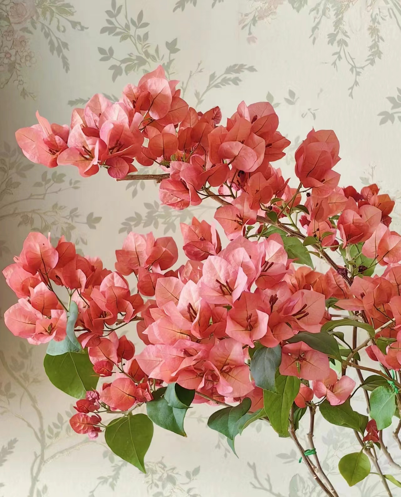 才【双盆组合彩色三角梅】室内室外种植好养易活爬藤盆栽花卉单盆