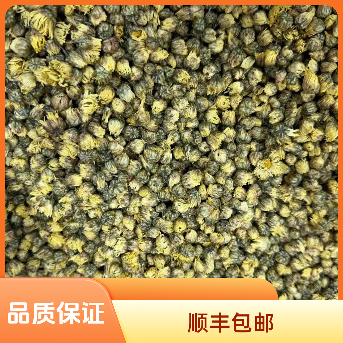 培辉堂精选 胎菊花 