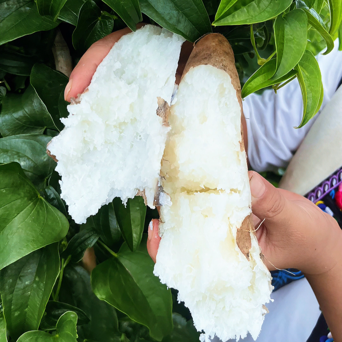 云南老品种正宗灵芝山药粉面软糯现挖现发快递包邮非铁棍怀山药