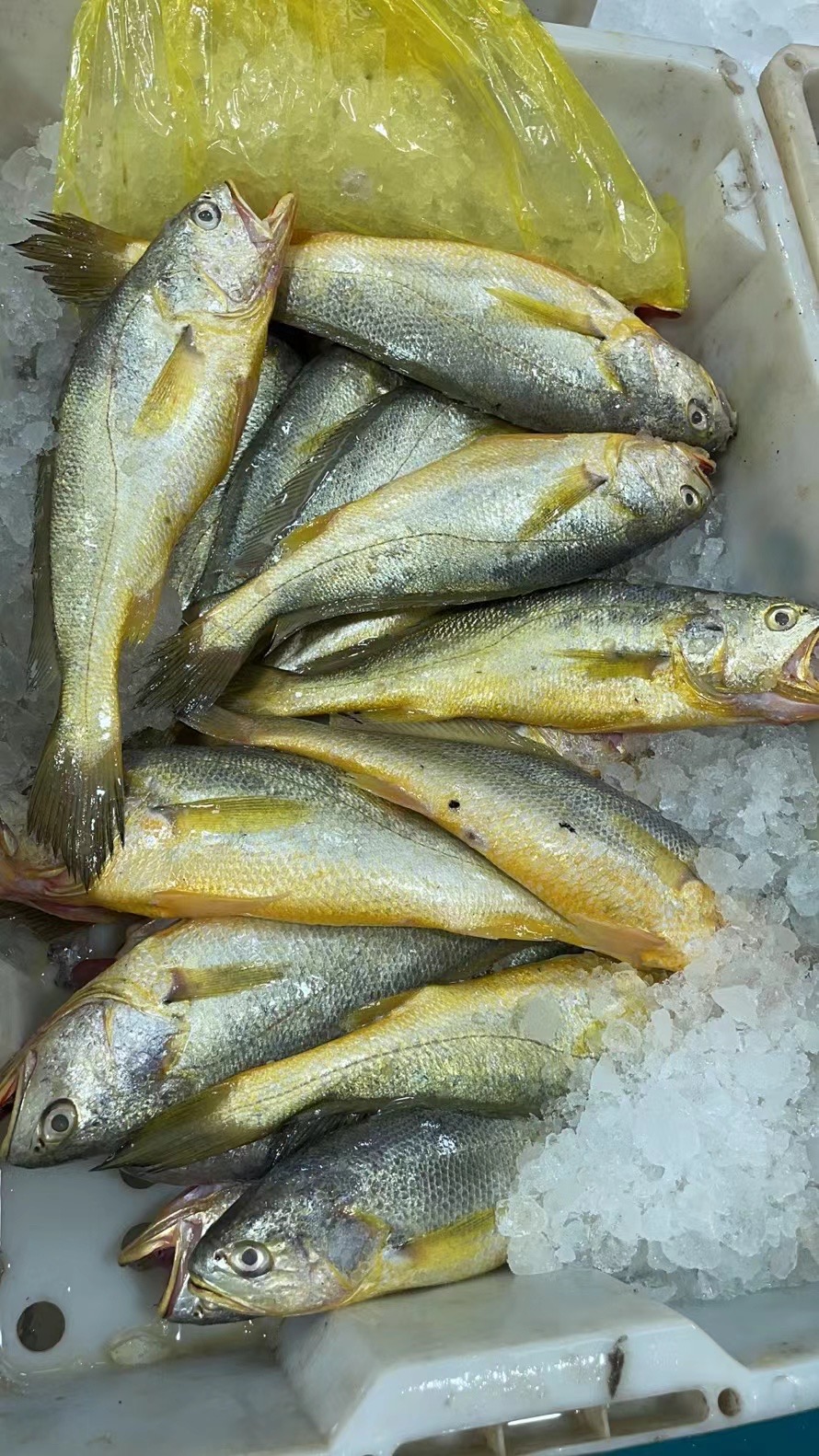 东海拖网野生大黄鱼-顺丰冷链发货