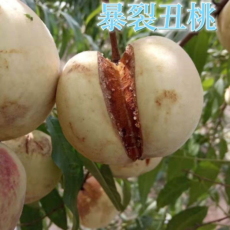 爆炸桃丑桃苗 正宗嫁接裂开的桃子南北方种植 盆栽地栽桃树苗耐寒