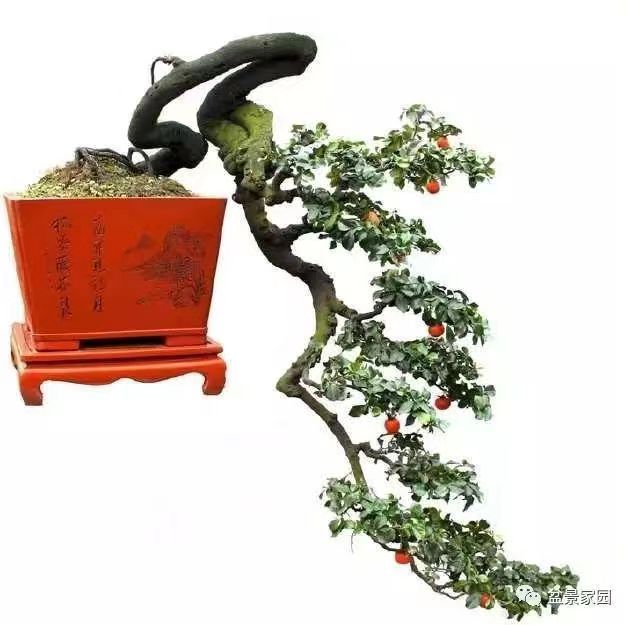 四川灌木金弹子盆景母桩公桩黑塔子瓶兰花老鸭柿盆景