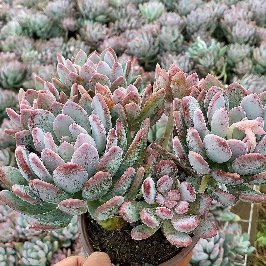 灰姑娘   熊猫多肉 （满19包邮）脱土发  庭院美观  净化