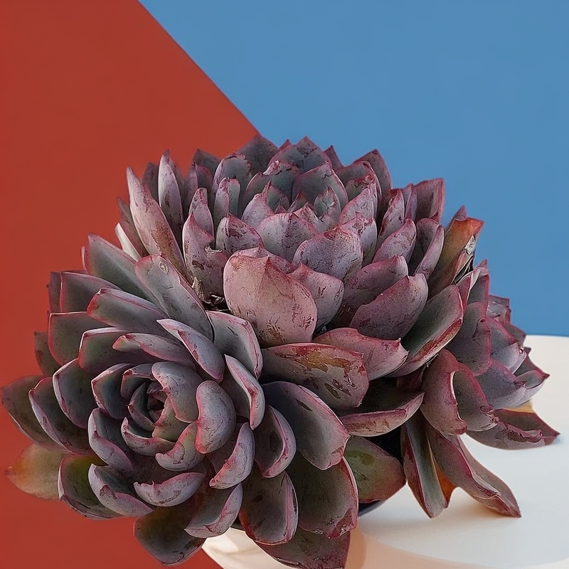 老桩赫拉  整桩冬天全红  熊猫多肉（满19包邮）庭院美观  净化空气