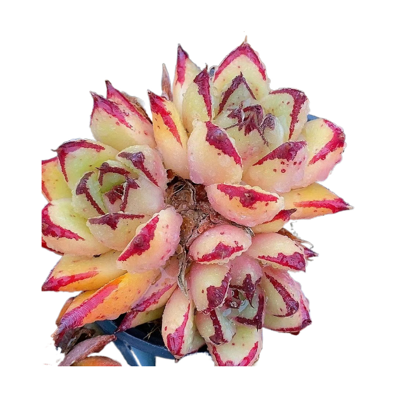 框拍10个肉肉   熊猫多肉（ 满19邮） 鲜花绿植净化空气美化环境