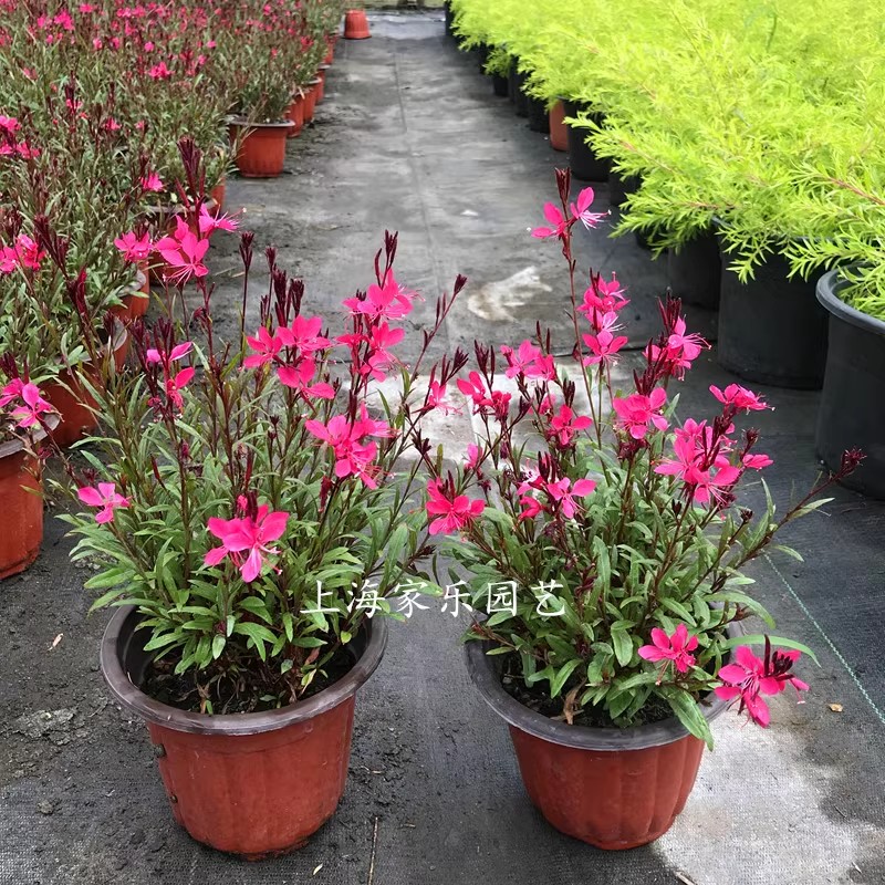 千鸟花盆栽多年生花园花镜植物好养花期长