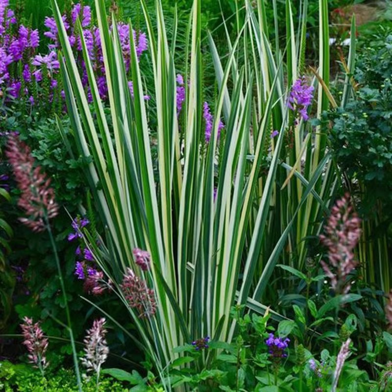 花叶玉蝉花盆栽植物室外庭院花镜绿植好养易活耐寒耐热
